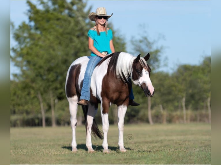 American Quarter Horse Wallach 11 Jahre Tobiano-alle-Farben in Raveena, TX