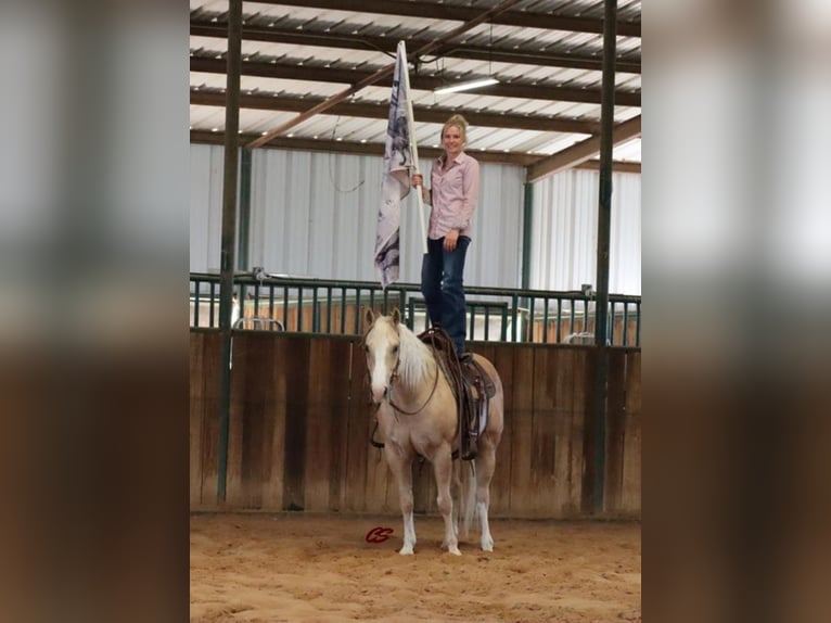 American Quarter Horse Wallach 11 Jahre in Jaxksboro TX