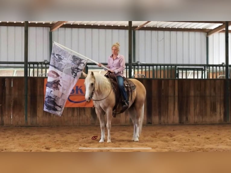 American Quarter Horse Wallach 11 Jahre in Jaxksboro TX