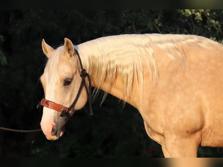 American Quarter Horse Wallach 11 Jahre in Jaxksboro TX