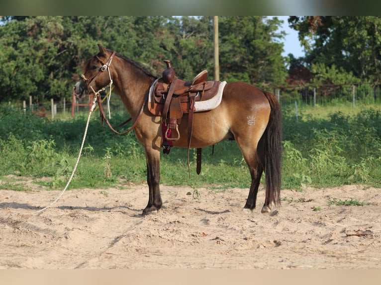 American Quarter Horse Wallach 12 Jahre 114 cm Buckskin in Willis POint TX