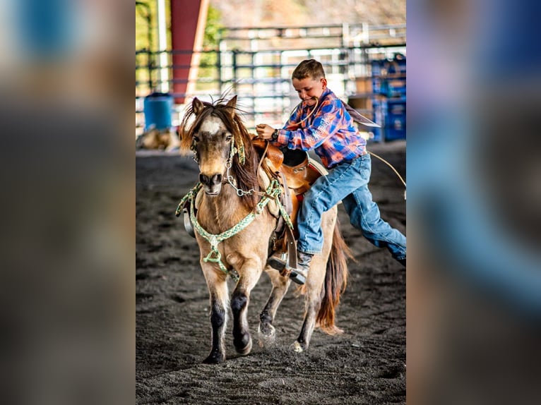 American Quarter Horse Wallach 12 Jahre 122 cm Buckskin in Brierfield AL