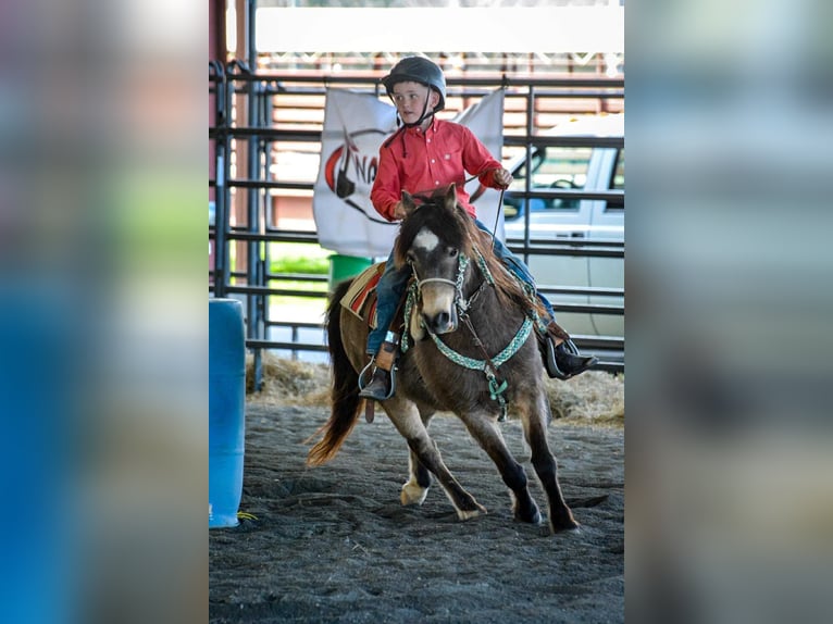 American Quarter Horse Wallach 12 Jahre 122 cm Buckskin in Brierfield AL