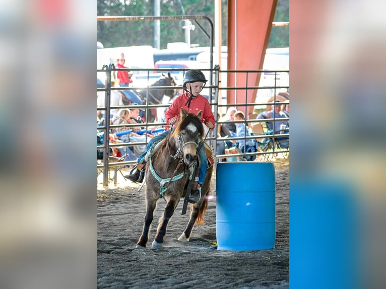 American Quarter Horse Wallach 12 Jahre 122 cm Buckskin in Brierfield AL