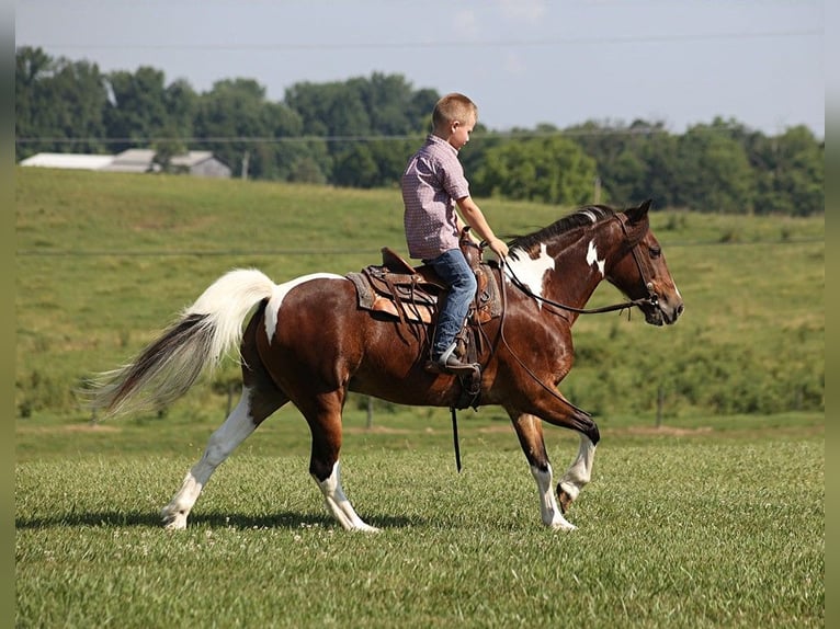 American Quarter Horse Wallach 12 Jahre 124 cm Rotbrauner in Parkers Lake, KY