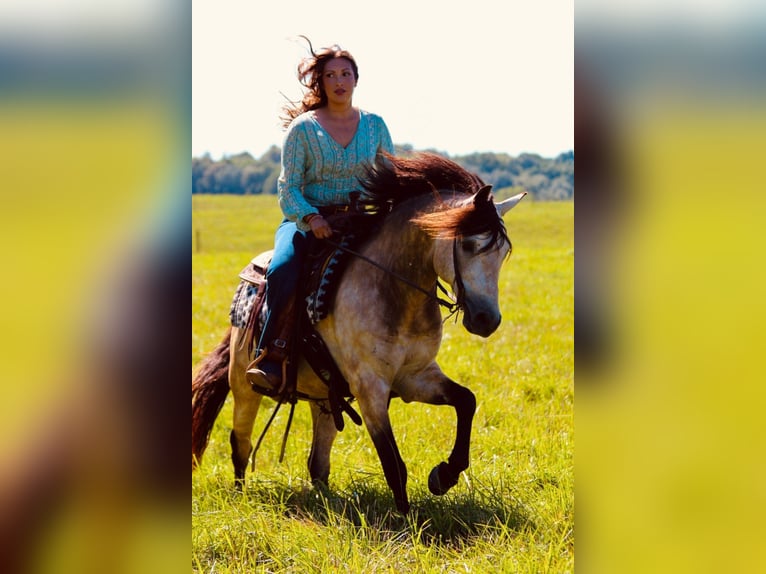 American Quarter Horse Wallach 12 Jahre 132 cm Buckskin in Hardinsburg In