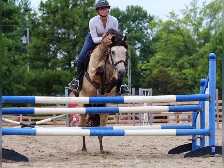 American Quarter Horse Wallach 12 Jahre 132 cm Buckskin in Hardinsburg In