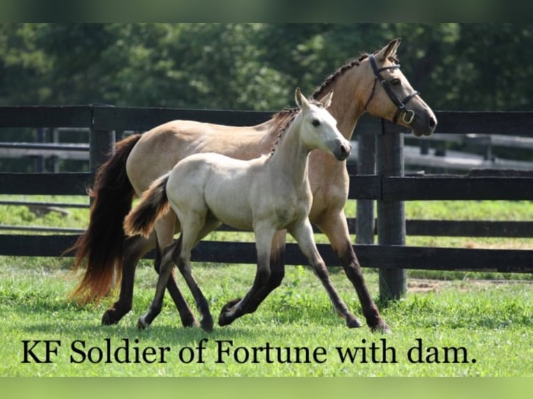 American Quarter Horse Wallach 12 Jahre 132 cm Buckskin in Hardinsburg In