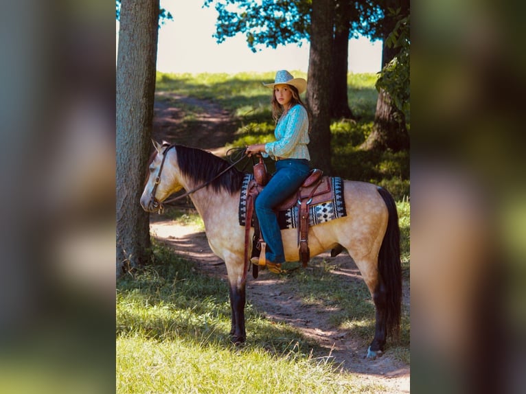 American Quarter Horse Wallach 12 Jahre 132 cm Buckskin in Hardinsburg In