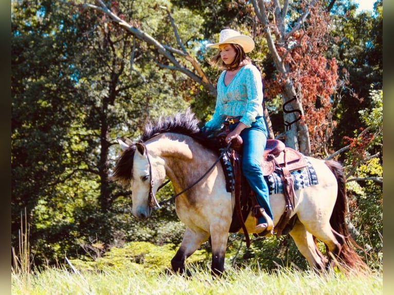 American Quarter Horse Wallach 12 Jahre 132 cm Buckskin in Hardinsburg In