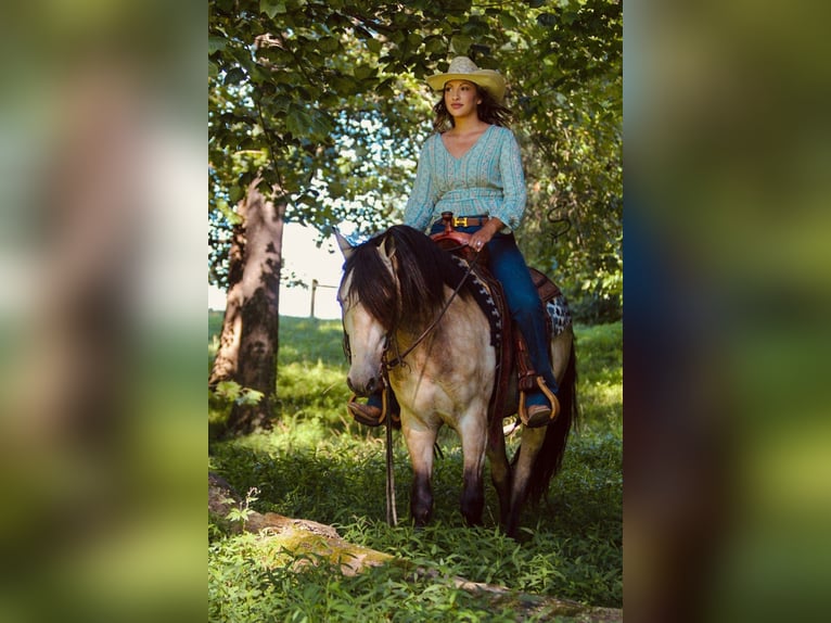 American Quarter Horse Wallach 12 Jahre 132 cm Buckskin in Hardinsburg In