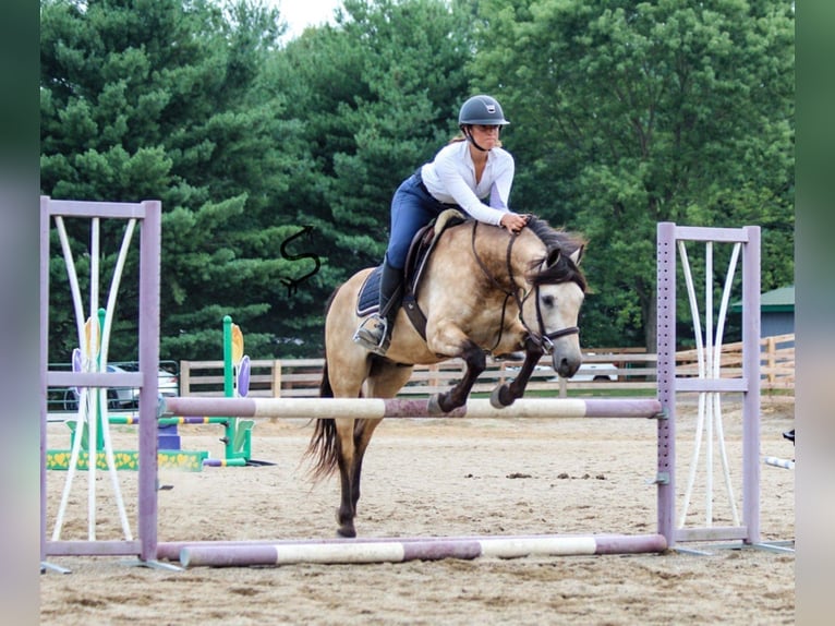 American Quarter Horse Wallach 12 Jahre 132 cm Buckskin in Hardinsburg In