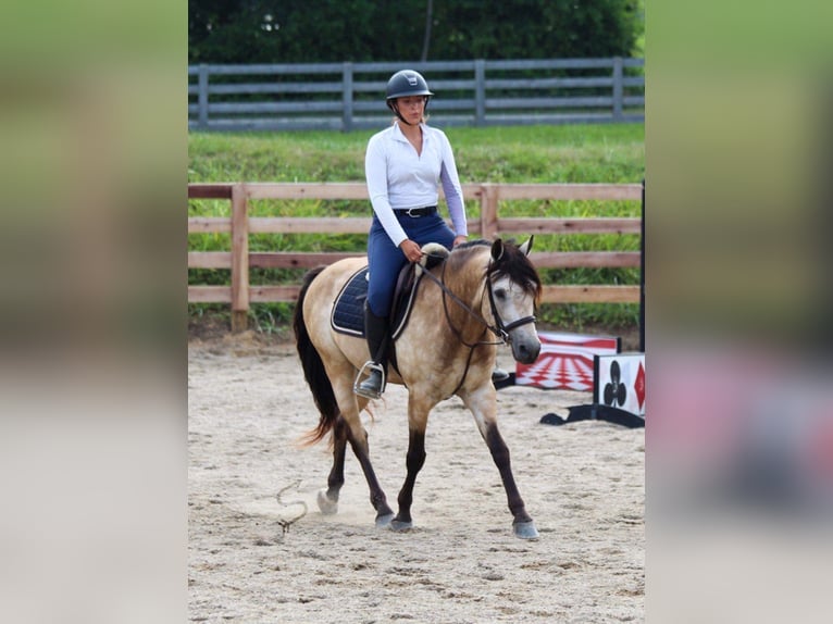 American Quarter Horse Wallach 12 Jahre 132 cm Buckskin in Hardinsburg In