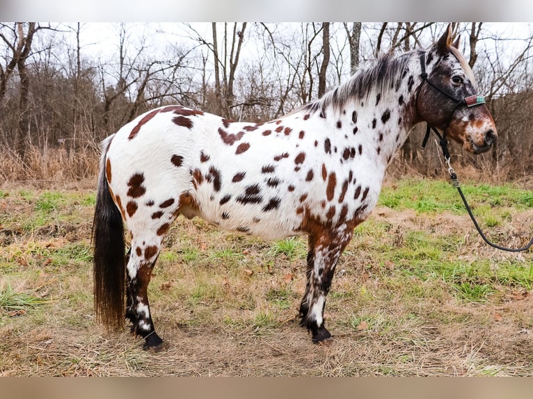 American Quarter Horse Wallach 12 Jahre 132 cm Rotbrauner in Flemingsburg Ky