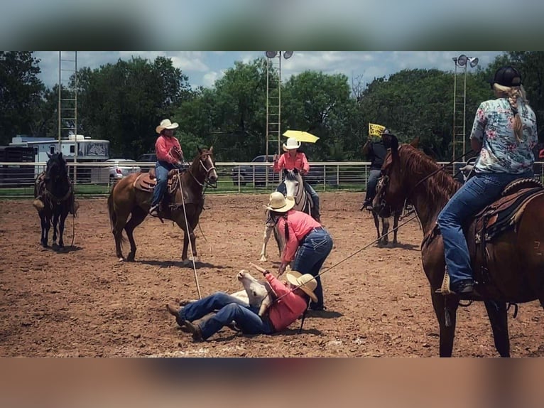 American Quarter Horse Wallach 12 Jahre 132 cm Tobiano-alle-Farben in Canton TX American Quarter Horse Wallach 12 Jahre 132 cm Tobiano-alle-Farben in Canton TX