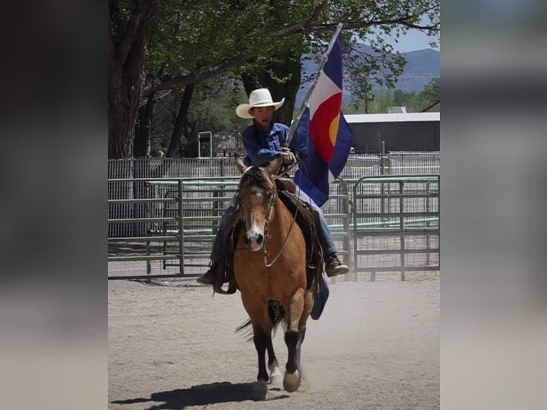 American Quarter Horse Wallach 12 Jahre 140 cm Buckskin in hotchkiss Co