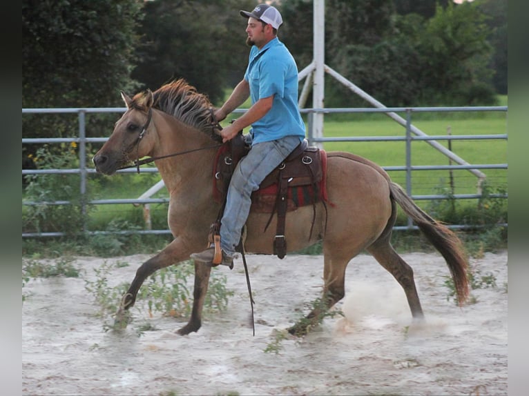 American Quarter Horse Wallach 12 Jahre 140 cm Buckskin in Slocum TX