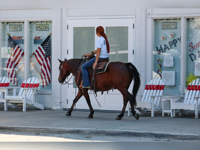 American Quarter Horse Wallach 12 Jahre 140 cm Rotbrauner in Forney