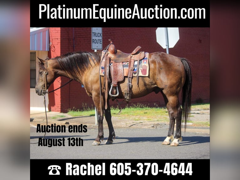 American Quarter Horse Wallach 12 Jahre 140 cm Rotbrauner in Rusk TX
