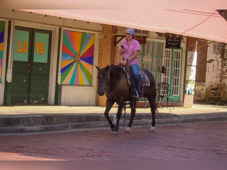 American Quarter Horse Wallach 12 Jahre 140 cm Rotbrauner in Rusk TX