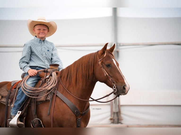 American Quarter Horse Wallach 12 Jahre 142 cm Dunkelfuchs in Saint Anthony