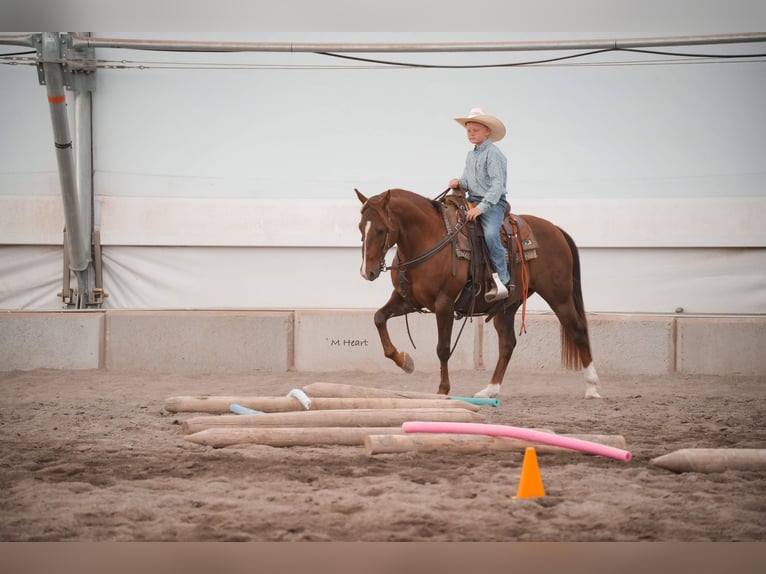 American Quarter Horse Wallach 12 Jahre 142 cm Dunkelfuchs in Saint Anthony