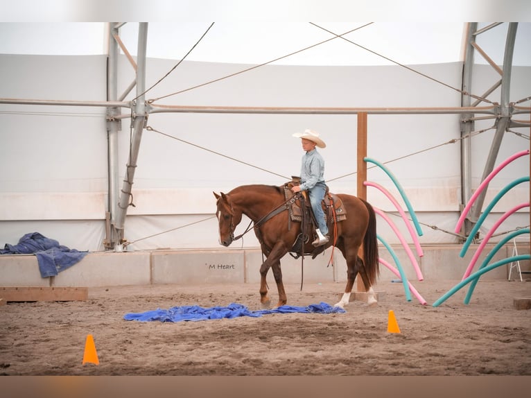 American Quarter Horse Wallach 12 Jahre 142 cm Dunkelfuchs in Saint Anthony