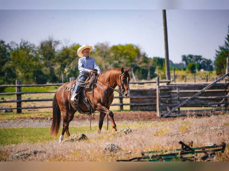 American Quarter Horse Wallach 12 Jahre 142 cm Dunkelfuchs in Saint Anthony