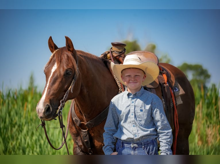 American Quarter Horse Wallach 12 Jahre 142 cm Dunkelfuchs in Saint Anthony