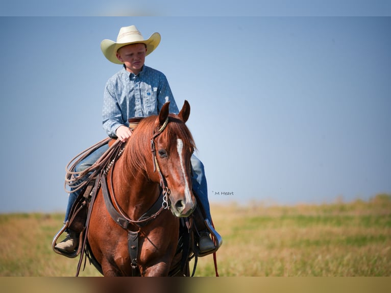 American Quarter Horse Wallach 12 Jahre 142 cm Dunkelfuchs in Saint Anthony