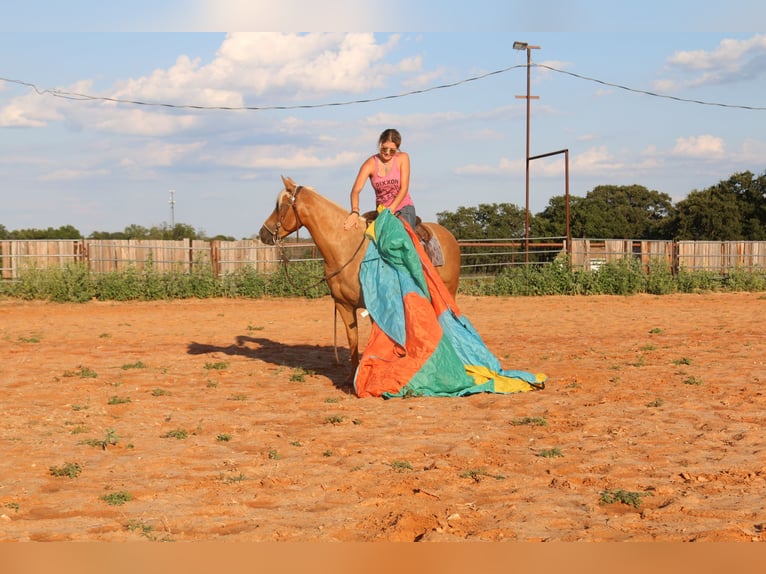 American Quarter Horse Wallach 12 Jahre 142 cm Palomino in Stephenville TX