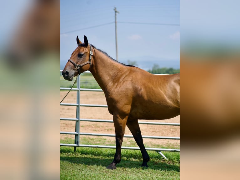 American Quarter Horse Wallach 12 Jahre 142 cm Rotbrauner in Ozark, Arkansas American Quarter Horse Wallach 12 Jahre 142 cm Rotbrauner in Ozark, Arkansas