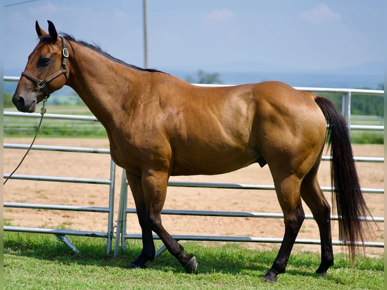 American Quarter Horse Wallach 12 Jahre 142 cm Rotbrauner in Ozark, Arkansas