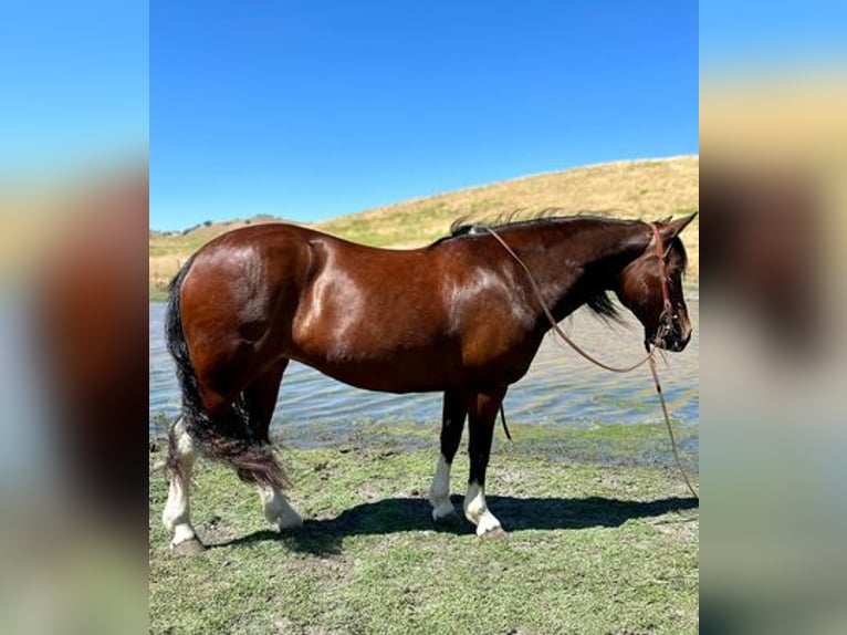 American Quarter Horse Wallach 12 Jahre 142 cm Tobiano-alle-Farben in King City CA