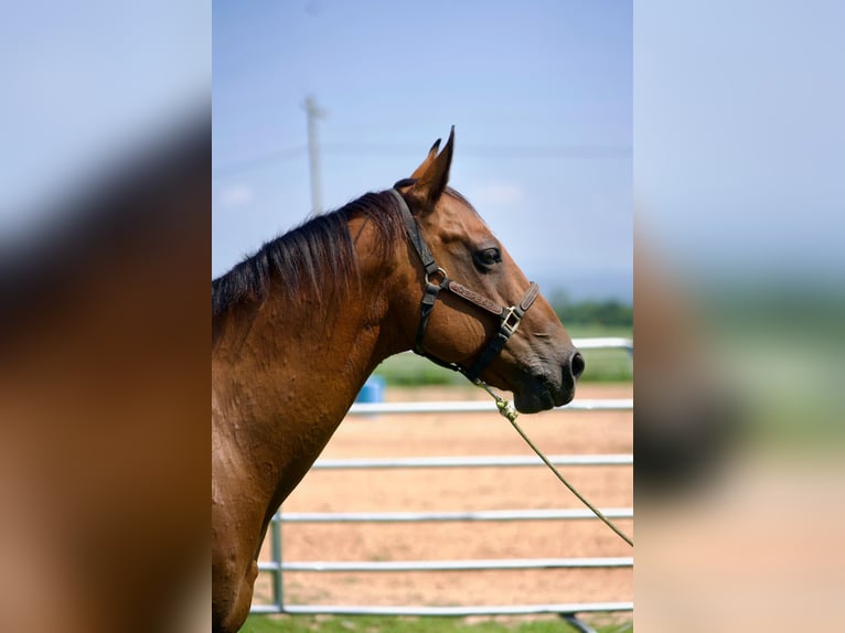 American Quarter Horse Wallach 12 Jahre 142 cm in Ozark, Arkansas