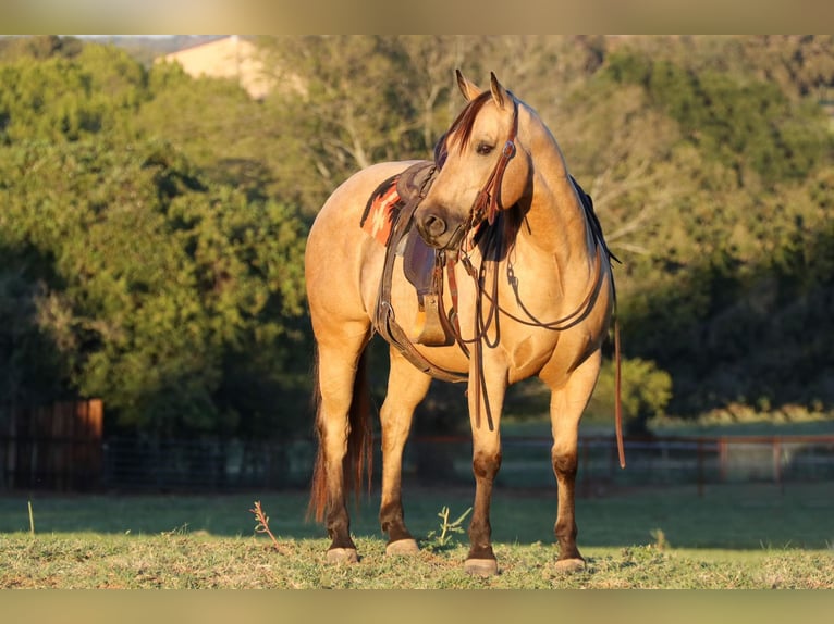 American Quarter Horse Wallach 12 Jahre 145 cm Buckskin in Cleburne, TX