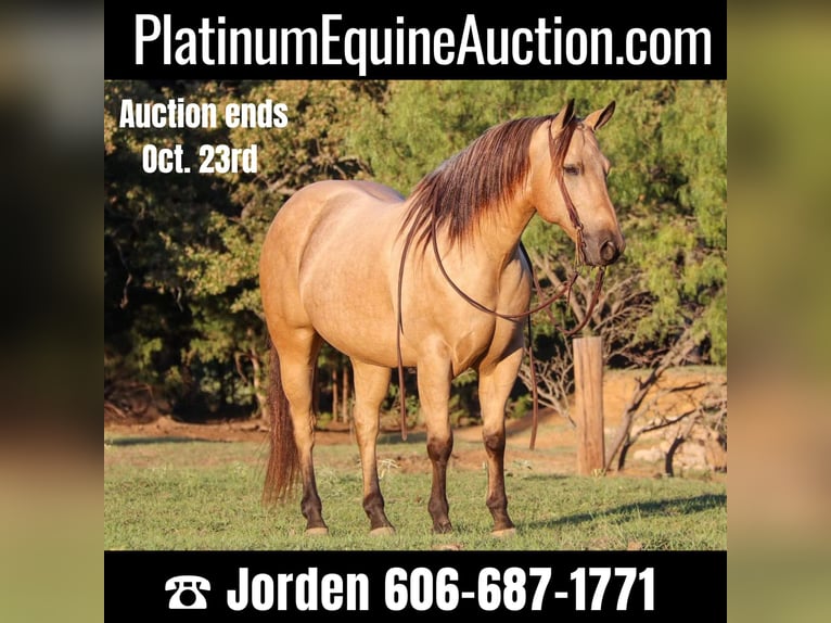 American Quarter Horse Wallach 12 Jahre 145 cm Buckskin in Cleburne, TX