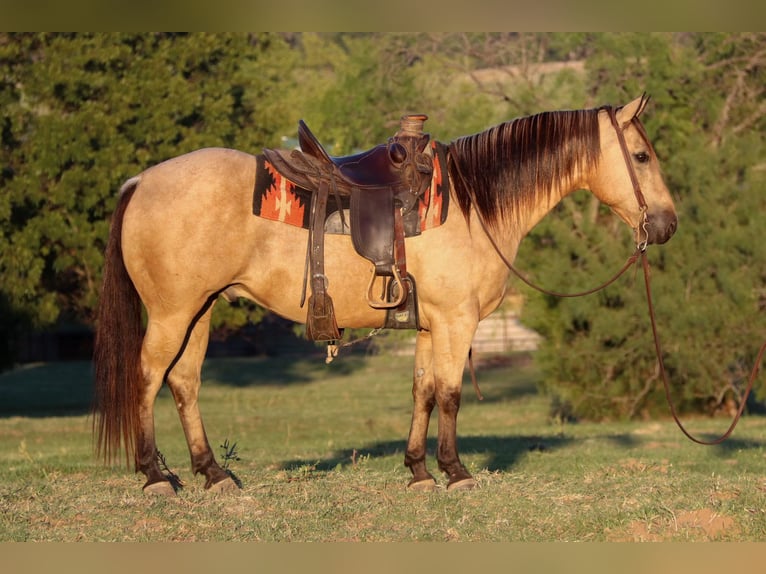 American Quarter Horse Wallach 12 Jahre 145 cm Buckskin in Cleburne, TX