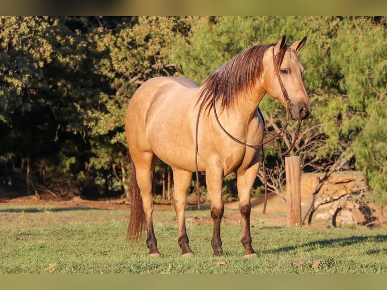 American Quarter Horse Wallach 12 Jahre 145 cm Buckskin in Cleburne, TX