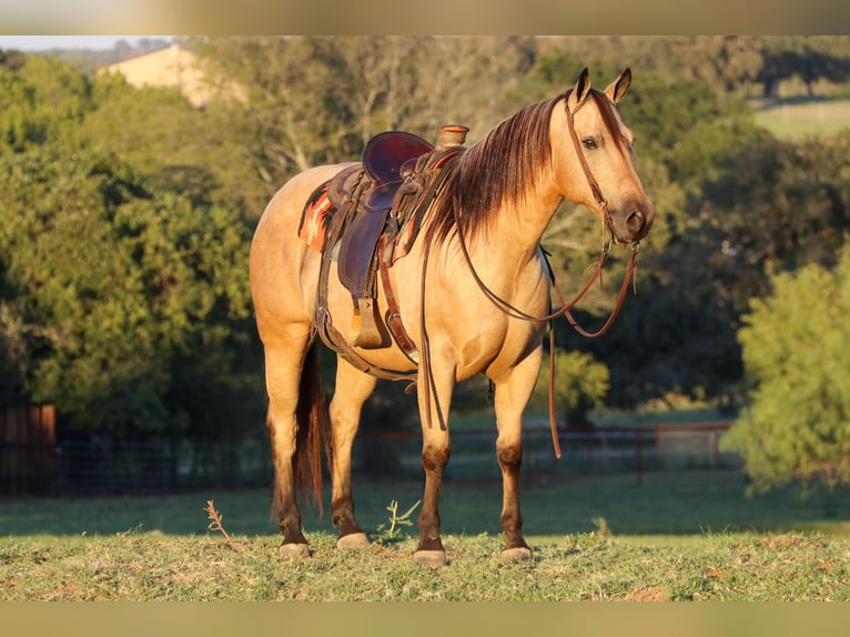 American Quarter Horse Wallach 12 Jahre 145 cm Buckskin in Cleburne, TX