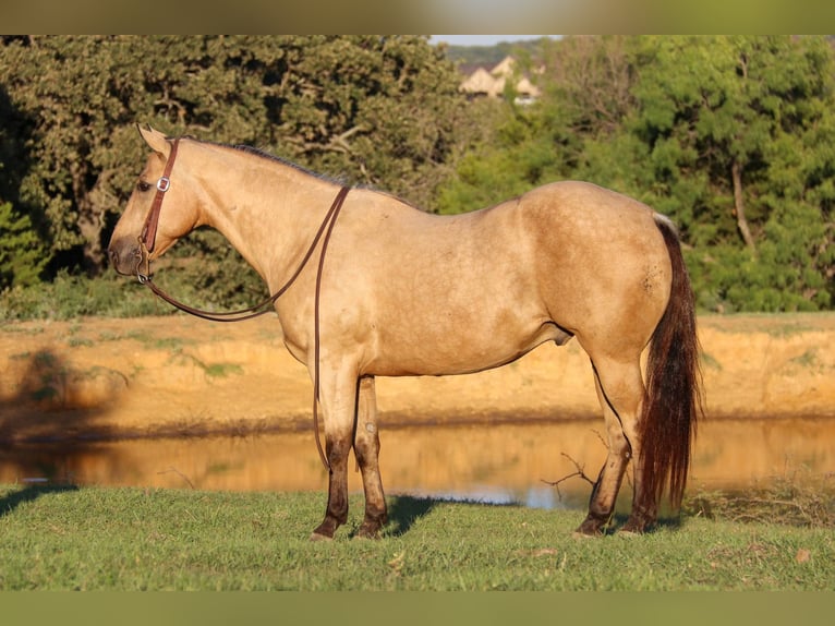 American Quarter Horse Wallach 12 Jahre 145 cm Buckskin in Cleburne, TX