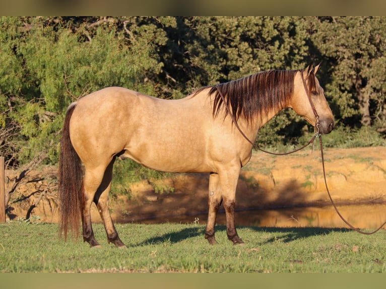 American Quarter Horse Wallach 12 Jahre 145 cm Buckskin in Cleburne, TX
