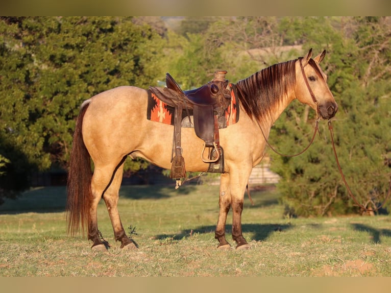 American Quarter Horse Wallach 12 Jahre 145 cm Buckskin in Cleburne, TX