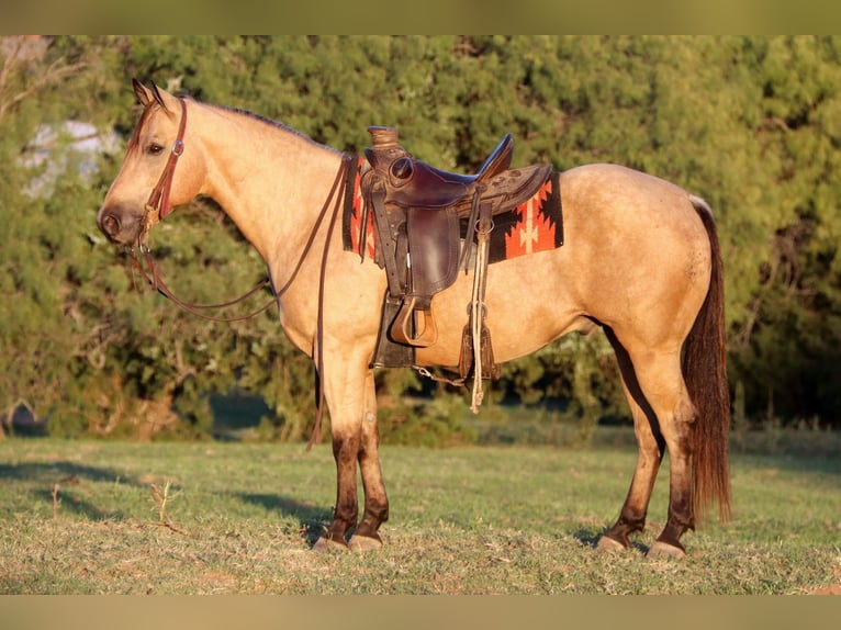 American Quarter Horse Wallach 12 Jahre 145 cm Buckskin in Cleburne, TX