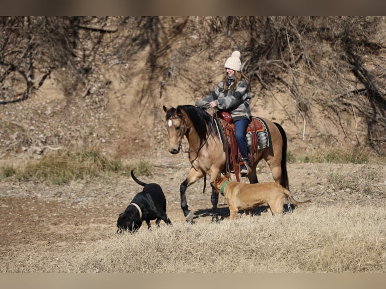 American Quarter Horse Wallach 12 Jahre 145 cm Buckskin in Ponder