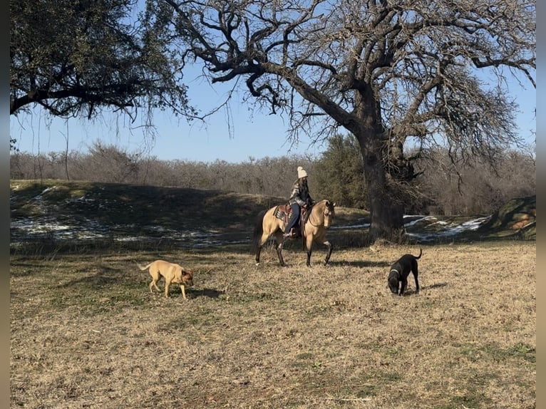 American Quarter Horse Wallach 12 Jahre 145 cm Buckskin in Ponder