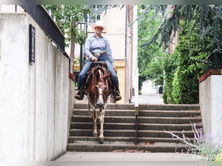 American Quarter Horse Wallach 12 Jahre 145 cm Dunkelfuchs in Brooksville KY
