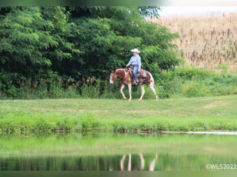 American Quarter Horse Wallach 12 Jahre 145 cm Dunkelfuchs in Brooksville KY