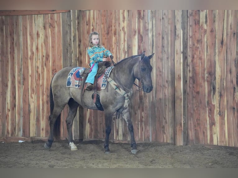 American Quarter Horse Mix Wallach 12 Jahre 145 cm Grullo in Valley Springs, SD
