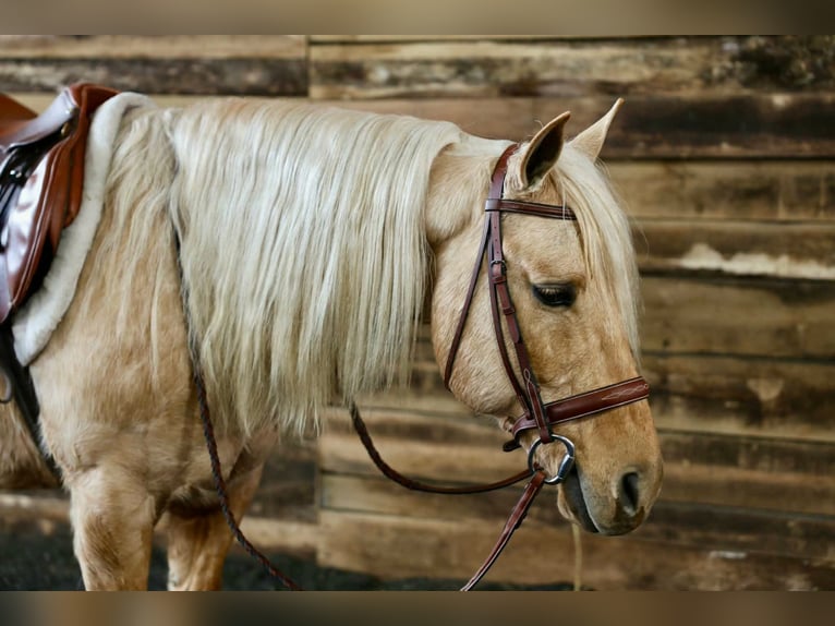 American Quarter Horse Wallach 12 Jahre 145 cm Palomino in Beaver Springs